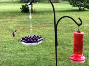 A bird is drinking water from the feeder.