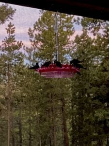 A group of birds flying in the sky.