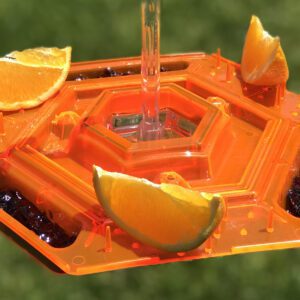 A close up of an orange and lime in a bird feeder