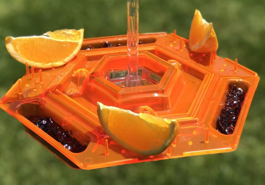 A close up of an orange and lime in a bird feeder